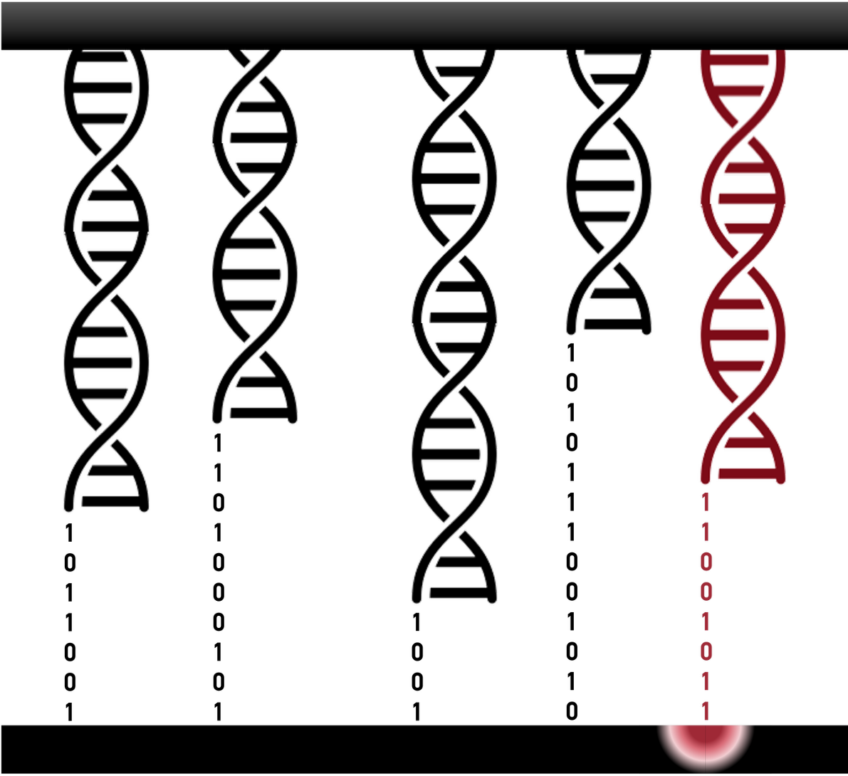 Functional sequence screening